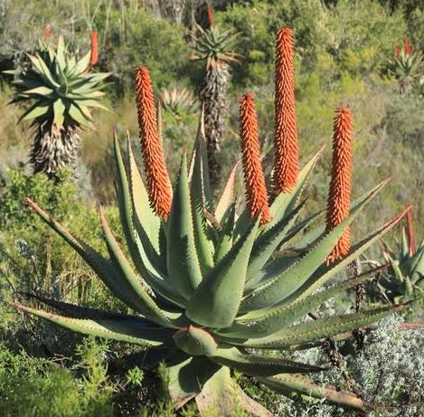 Aloe plant flowering in its natural habitat