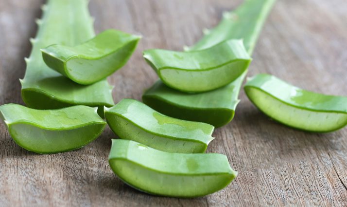 Sliced aloe leaves showing their natural gel